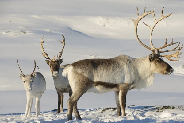 Reindeers Doğal ortamında, Tromso bölge, Northern Norway.