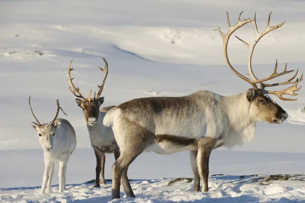 Reindeers Doğal ortamında, Tromso bölge, Northern Norway. Telifsiz Stok Imajlar