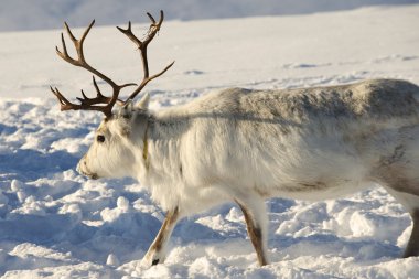 Reindeers Doğal ortamında, Tromso bölge, Northern Norway.