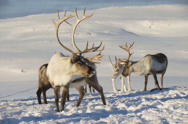 Reindeers Doğal ortamında, Tromso bölge, Northern Norway.