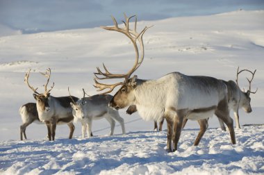 Reindeers Doğal ortamında, Tromso bölge, Northern Norway.