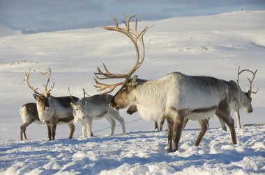 Reindeers in natural environment, Tromso region, Northern Norway.