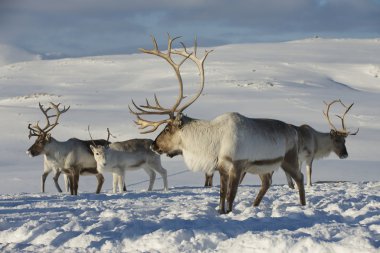 Reindeers Doğal ortamında, Tromso bölge, Northern Norway.