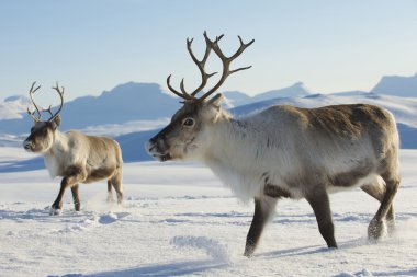Reindeers Doğal ortamında, Tromso bölge, Northern Norway.