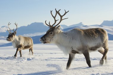 Reindeers in natural environment, Tromso region, Northern Norway. clipart