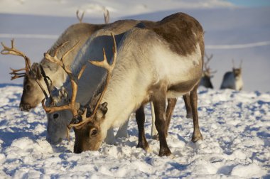 Reindeers Doğal ortamında, Tromso bölge, Northern Norway.