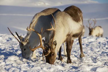 Reindeers Doğal ortamında, Tromso bölge, Northern Norway.