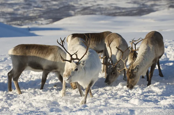 Reindeers Doğal ortamında, Tromso bölge, Northern Norway.