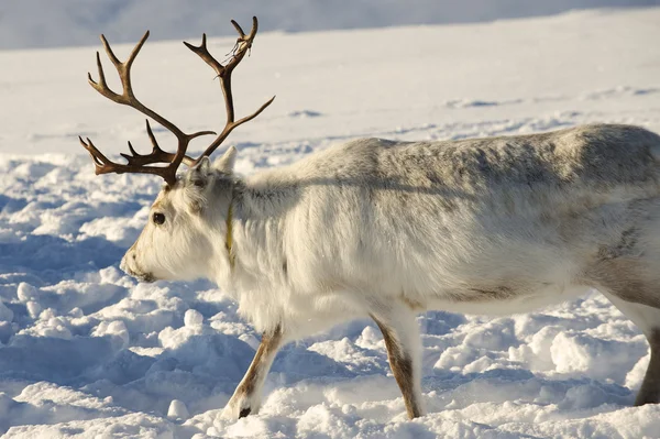 Rendieren in natuurlijke omgeving, Tromsø regio, Noord-Noorwegen. — Stockfoto