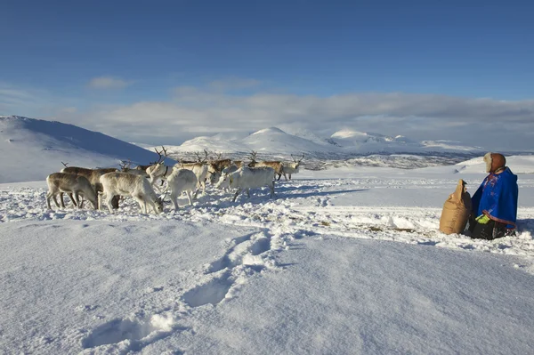 Саамский человек кормит оленей глубокой снежной зимой в северном регионе Норвегии — стоковое фото