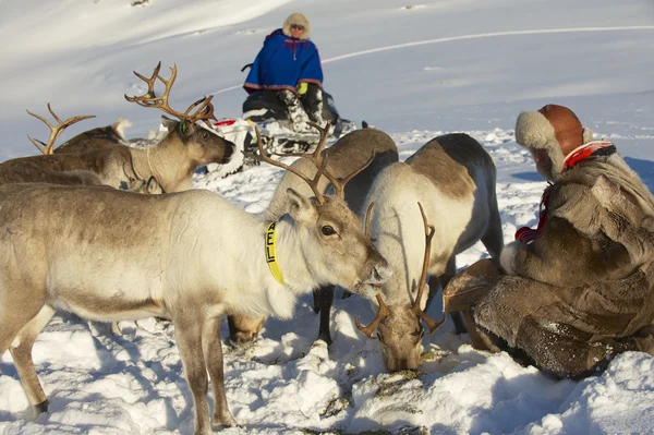 Os homens de Saami alimentam renas em duras condições de inverno, região de Tromso, norte da Noruega — Fotografia de Stock