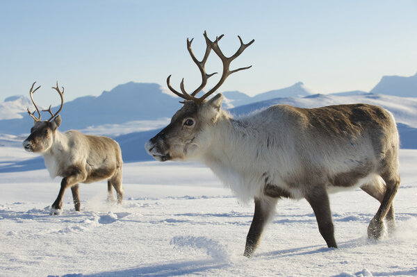 Reindeers in natural environment, Tromso region, Northern Norway.