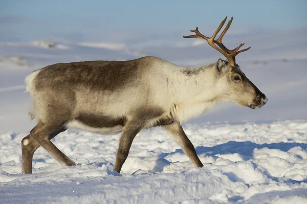 在挪威北部的特罗姆瑟地区，自然环境中的驯鹿 — 图库照片