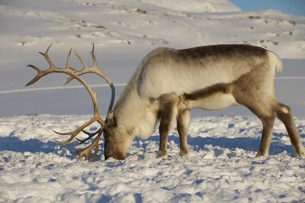 Rendieren in de natuurlijke omgeving, Tromsø regio, Noord-Noorwegen. — Stockfoto