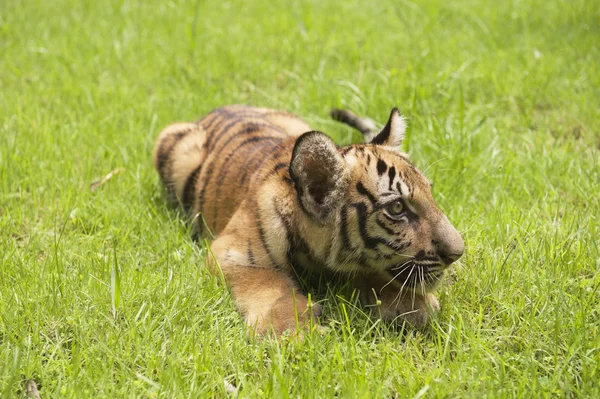 Baby Indochinese tiger plays on the grass. — Stock Photo, Image