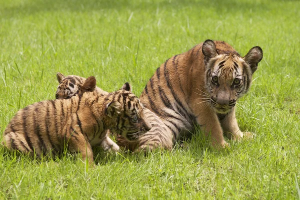 Baby Indochinese tigers play on the grass — Stock Photo, Image