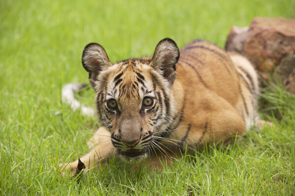 Baby Indochinese tiger plays on the grass