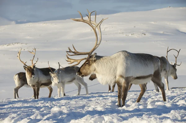 Reindeers Doğal ortamında, Tromso bölge, Northern Norway. - Stok İmaj