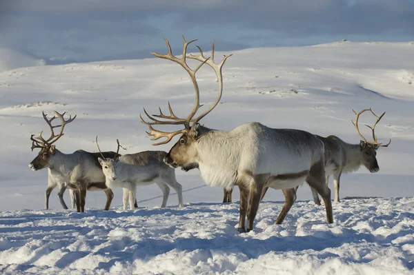 Reindeers Doğal ortamında, Tromso bölge, Northern Norway. - Stok İmaj