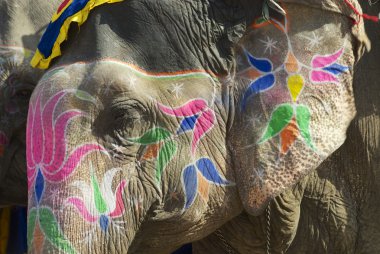 Jaipur, Rajasthan, Hindistan 'da geleneksel fil makyajı.