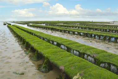 Oyster farm at low tide, Grandcamp-Maisy, France. clipart