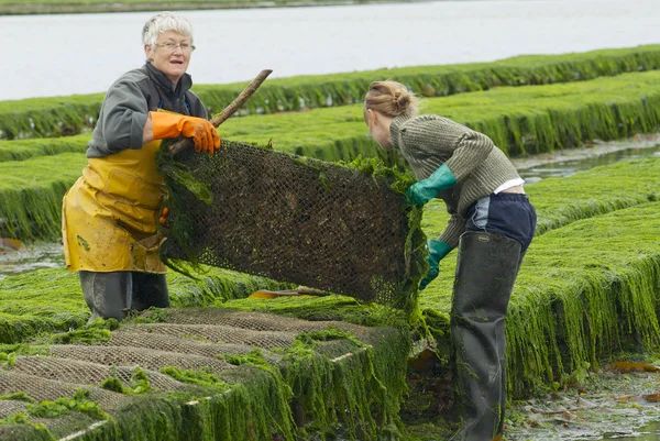 Farmers work at oyster farm at low tide in Grandcamp-Maisy, France.