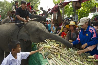 Surin, Tayland'da fil açık büfe bebek fil insanları beslemek.