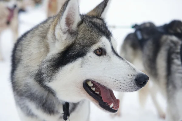 Szánhúzó kutya buzgó-hoz fuss, Kakslauttanen, Lapland, Finnország. — Stock Fotó