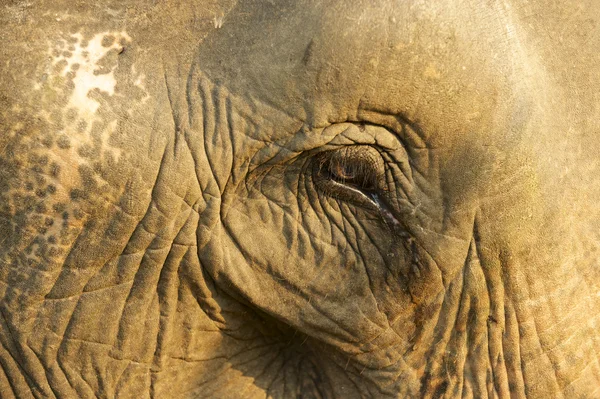 Ojo de un viejo elefante, Luang Prabang, Laos . — Foto de Stock