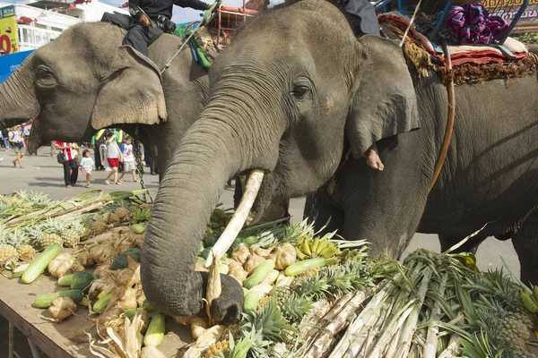 Drivrutiner mata elefanter på elefant buffé i Surin, Thailand — Stockfoto