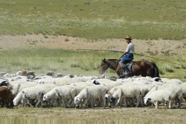 Harhorin, Moğolistan yaklaşık koyun sürüsü Moğolca eğilimi.