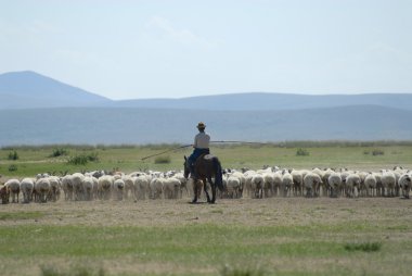 Harhorin, Moğolistan yaklaşık koyun sürüsü Moğol adam eğilimi.