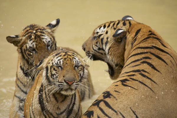 El tigre macho indochino adulto gruñe a la hembra . —  Fotos de Stock