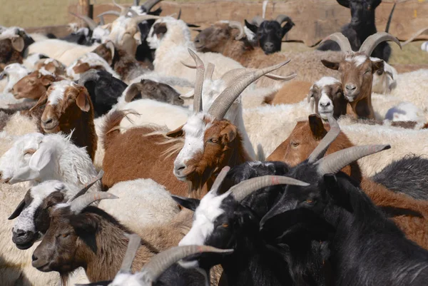 山羊和绵羊在牛笔在蒙古中部. — 图库照片