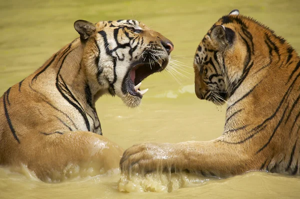 Tigres Indochineses Adultos lutam na água . — Fotografia de Stock