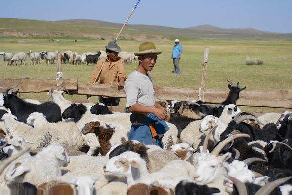 Mongolians recalculate sheep circa Harhorin, Mongolia. — Stock Photo, Image