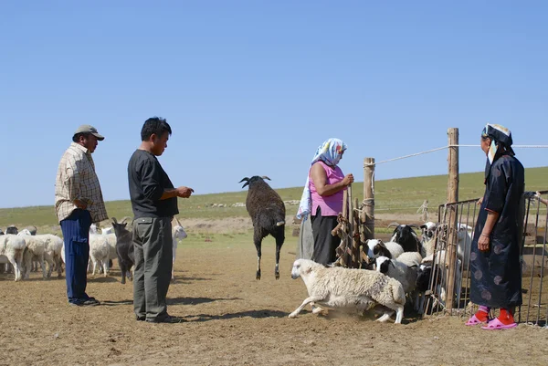 Los mongoles recalculan ovejas alrededor de Harhorin, Mongolia . —  Fotos de Stock