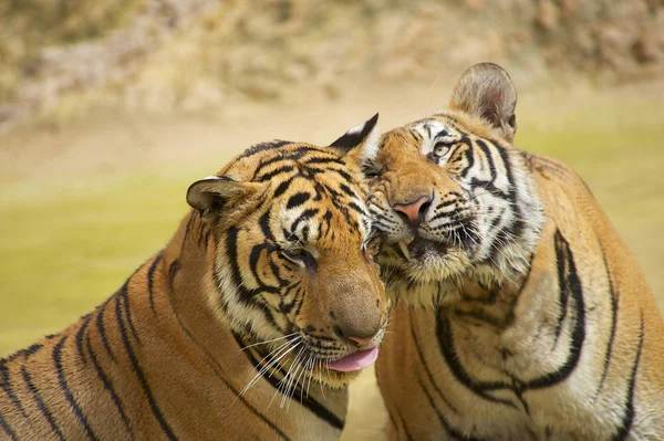 Adult Indochinese tigers rub cheeks. — Stock Photo, Image