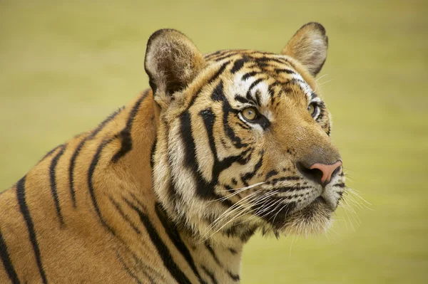 Tigre Indochinês Adulto . — Fotografia de Stock