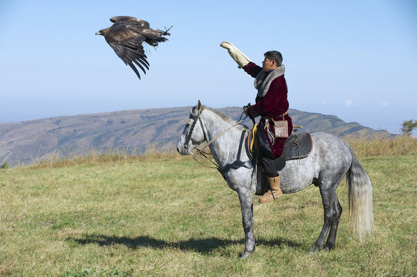 Mongolian hunter launches golden eagle to pursue prey circa Almaty, Kazakhstan.