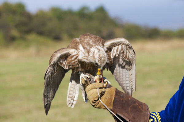 Falcon eats chicken meat sitting at man's arm.