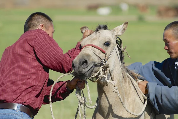 Unidentified men put bridle on foal circa Harhorin, Mongolia. — Stock Photo, Image