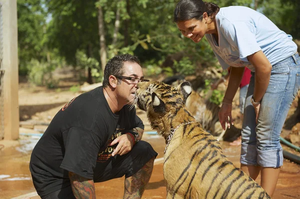 People play with indochinese baby tiger in Saiyok, Thailand. — Stock Photo, Image