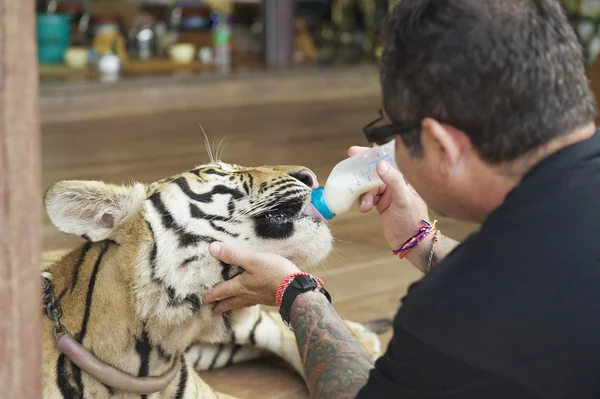 El hombre alimenta al tigre indochino con leche en Saiyok, Tailandia . —  Fotos de Stock