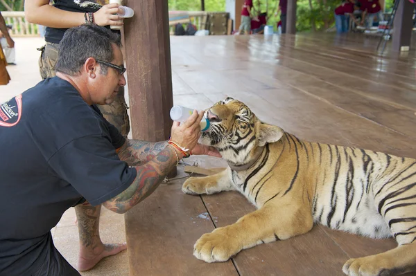 Люди кормят индокитайского тигра молоком в Сайоке, Таиланд . — стоковое фото