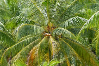 Koh Samui, Tayland, Hindistan cevizi Palm'da olgunlaşmış hindistancevizi.