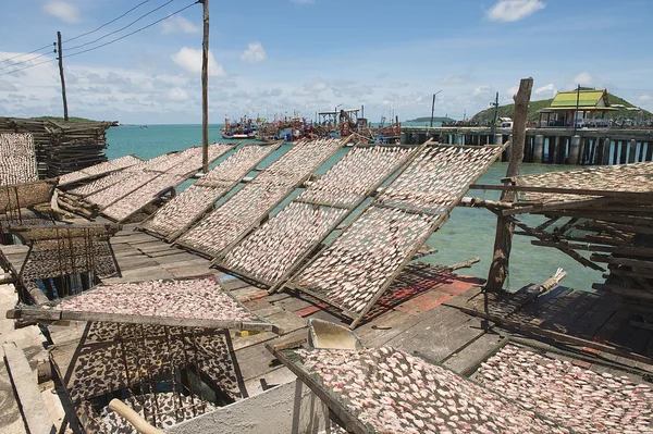 Pattaya, Tayland için güneşe Squids net Kuru.