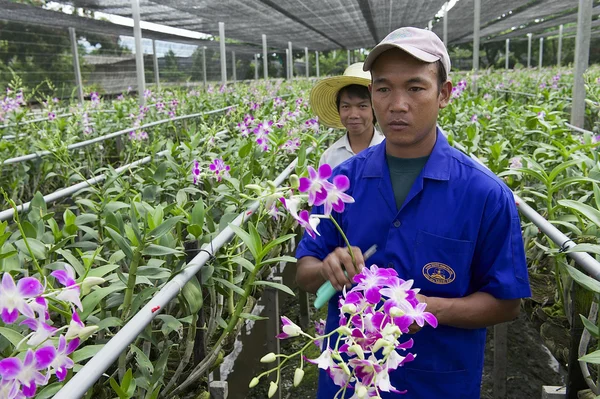 People work at the orchid farm in Samut Songkram, Thailand.
