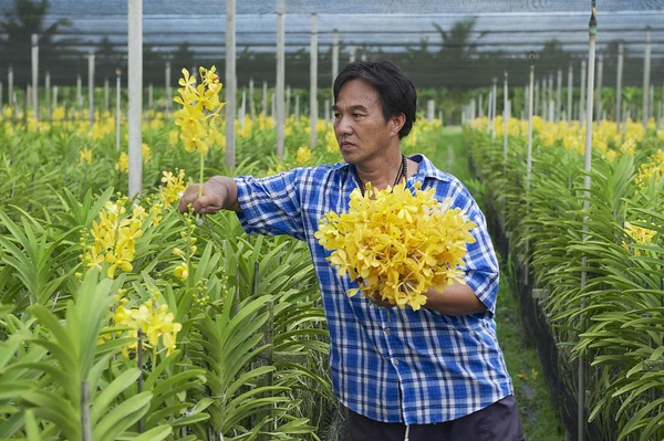 Man works at the orchid farm in Samut Songkram, Thailand.