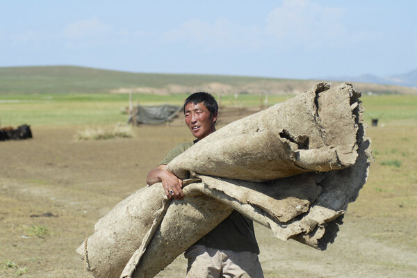 Mongolian man carries felt circa Harhorin, Mongolia.